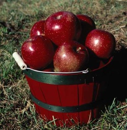 Apple Trees - Homestead Nursery